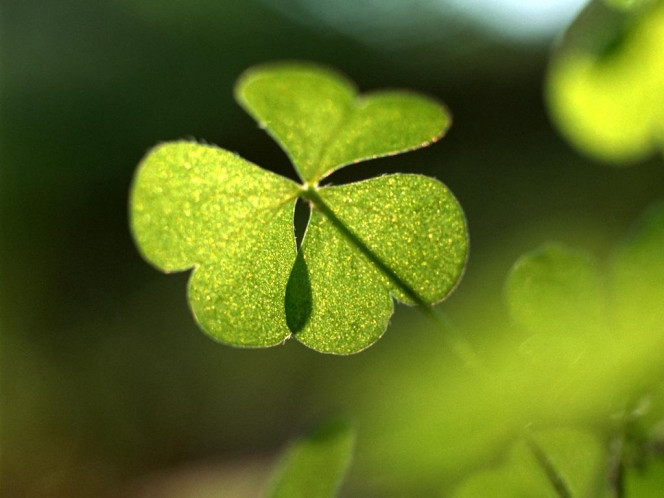 一张美味的图片 &middot; #999