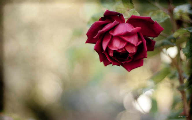 一张美味的图片 &middot; #3347