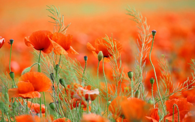 一张美味的图片 &middot; #3130