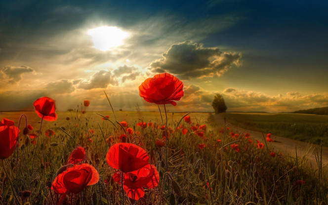 一张美味的图片 &middot; #2462