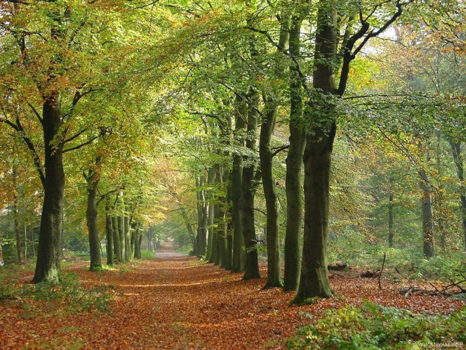 一张美味的图片 &middot; #978