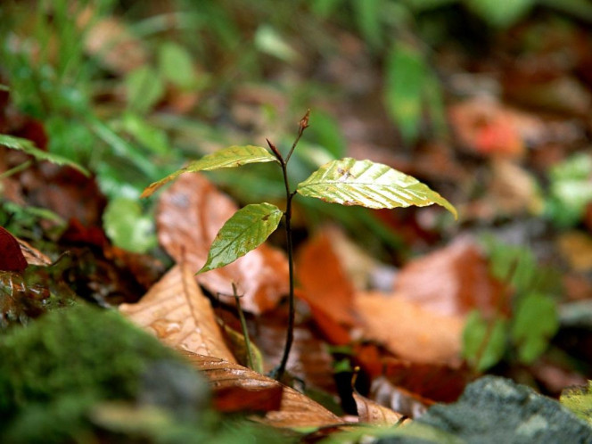 一张美味的图片 &middot; #1005