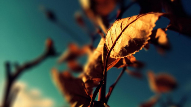 一张美味的图片 &middot; #2480