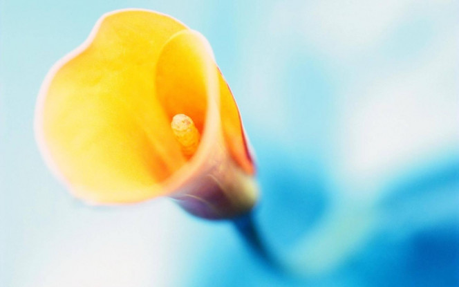 一张美味的图片 &middot; #2829