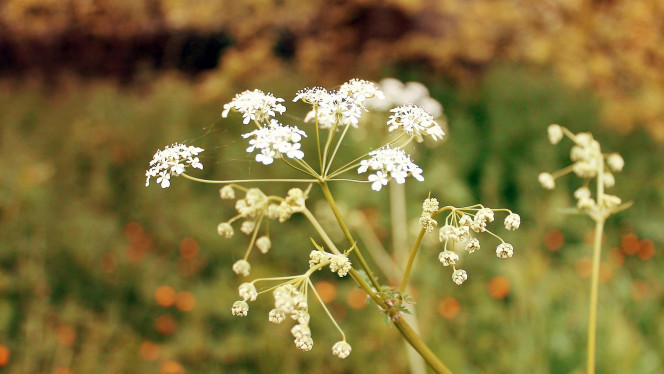 一张美味的图片 &middot; #2396