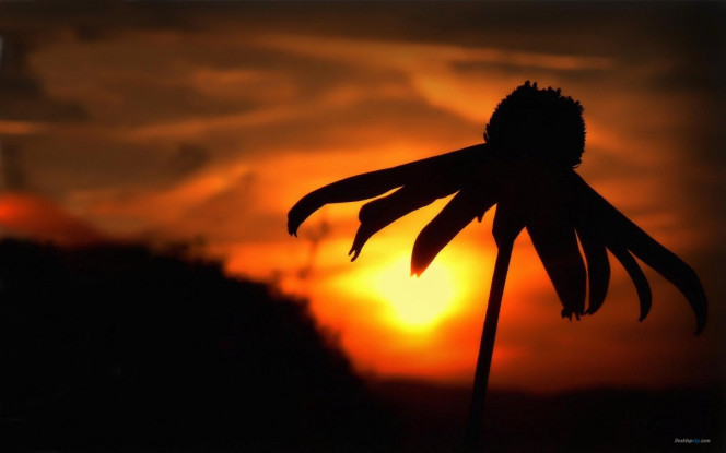 一张美味的图片 &middot; #2980