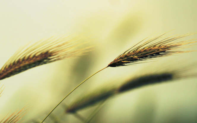 一张美味的图片 &middot; #79