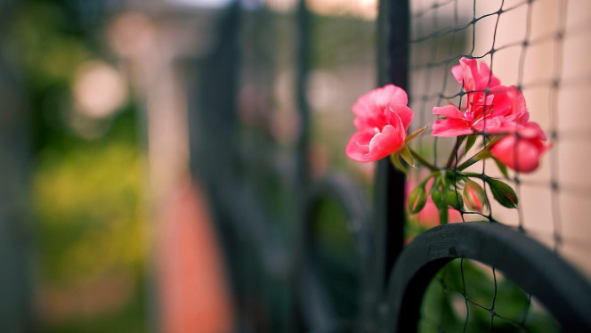 一张美味的图片 &middot; #2792