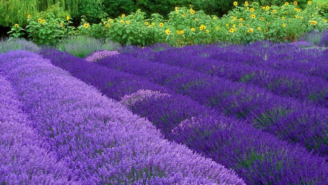 一张美味的图片 &middot; #3443