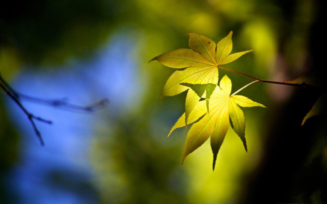 一张美味的图片 &middot; #1270