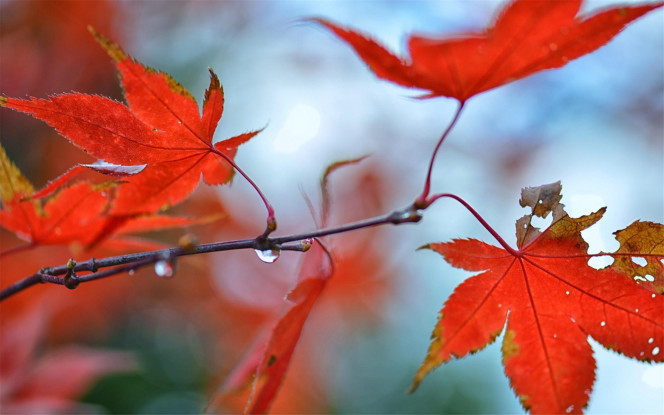 一张美味的图片 &middot; #3099