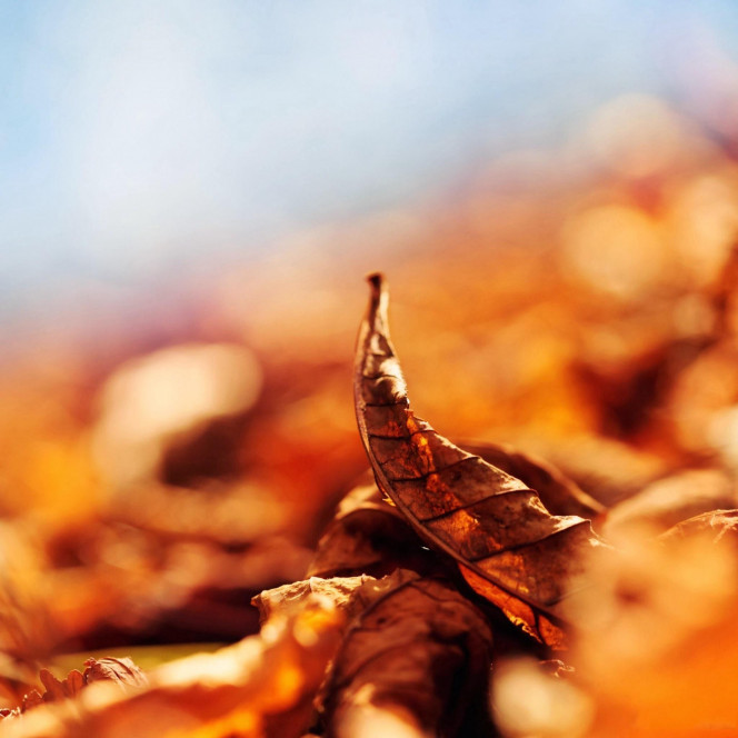 一张美味的图片 &middot; #2271