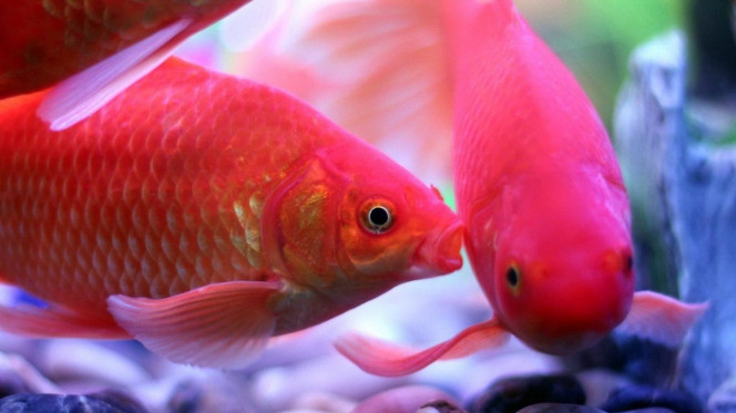 一张美味的图片 &middot; #2860