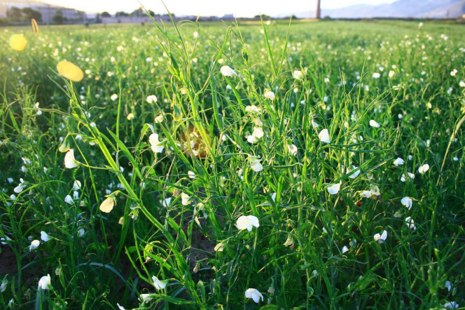 一张美味的图片 &middot; #1432