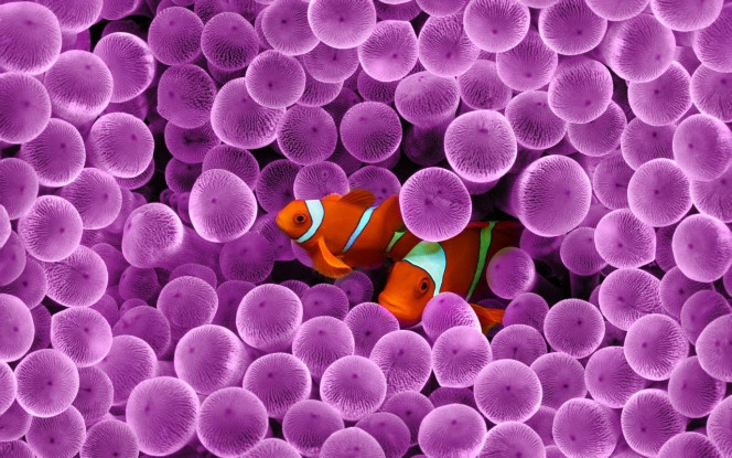 一张美味的图片 &middot; #3516