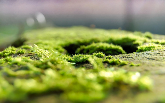 一张美味的图片 &middot; #1146