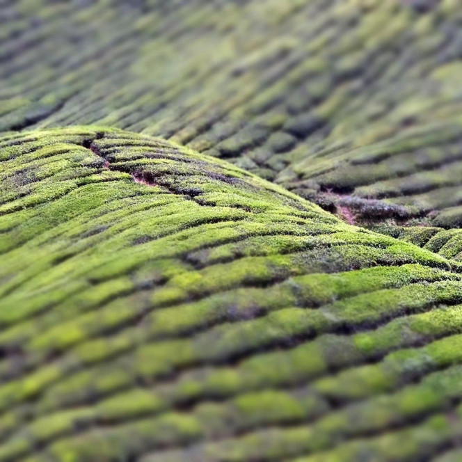 一张美味的图片 &middot; #2411