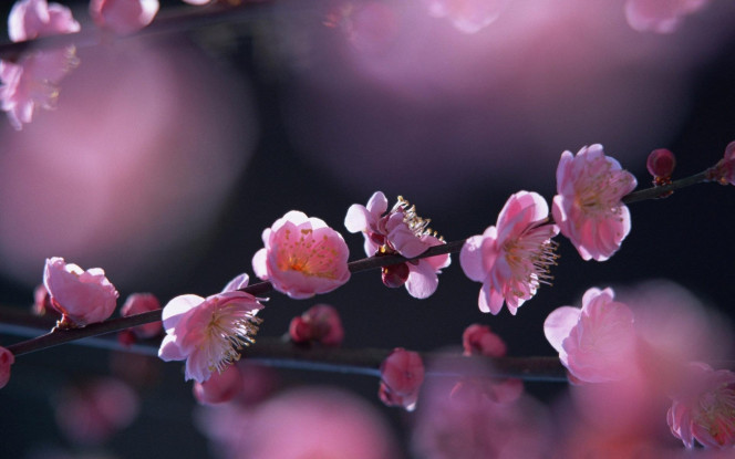 A Delicious image · #1818